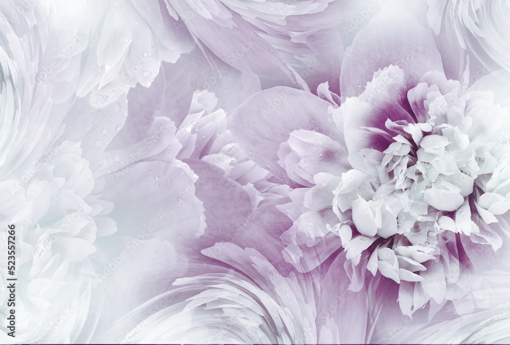 Peony   flower  and petals .  Floral  light pink  background.  Close-up. Nature.