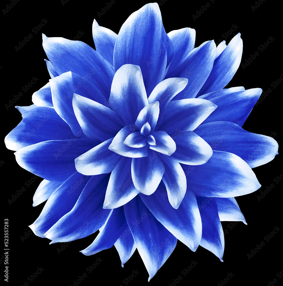 Blue. Flower on  isolated  black  background with clipping path without shadows. Close-up. For design. Nature.
