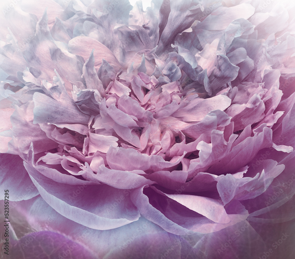 Purple  peony  flowers  and petals peonies   Floral background.  Close-up. Nature.