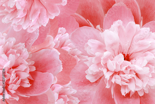 Red peonies flowers and petals peonies Floral background. Close-up. Nature.