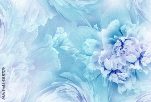 Light blue peony flowers and petals peonies Floral background. Close-up. Nature.