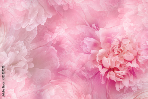 Pink peony flowers and petals peonies Floral background. Close-up. Nature.