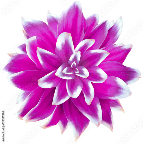 Daisy rpurple.  Flower on  isolated  white background with clipping path without shadows. Close-up. For design. Nature.