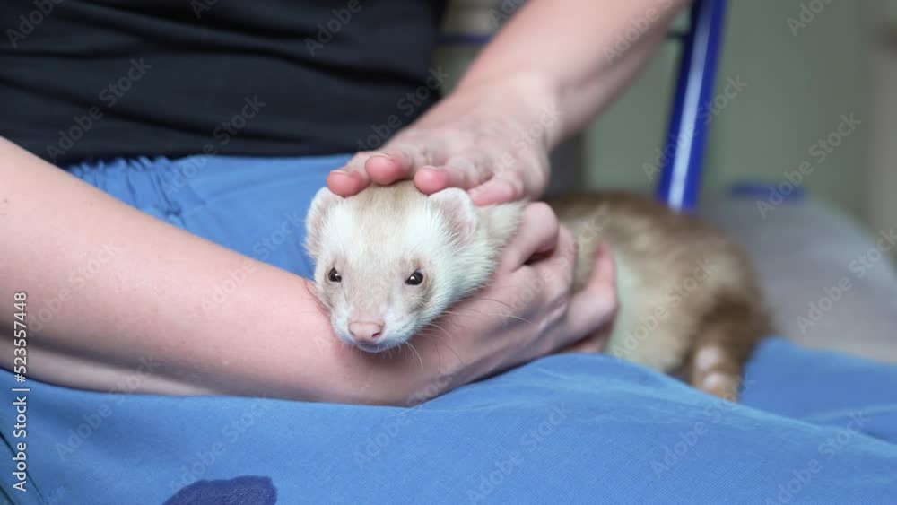 in the hands of a woman the red-haired domestic ferret. unusual pets. food and accessories for rodents. in the hands of a woman the red-haired domestic ferret. unusual pets. food and accessories for rodents.
