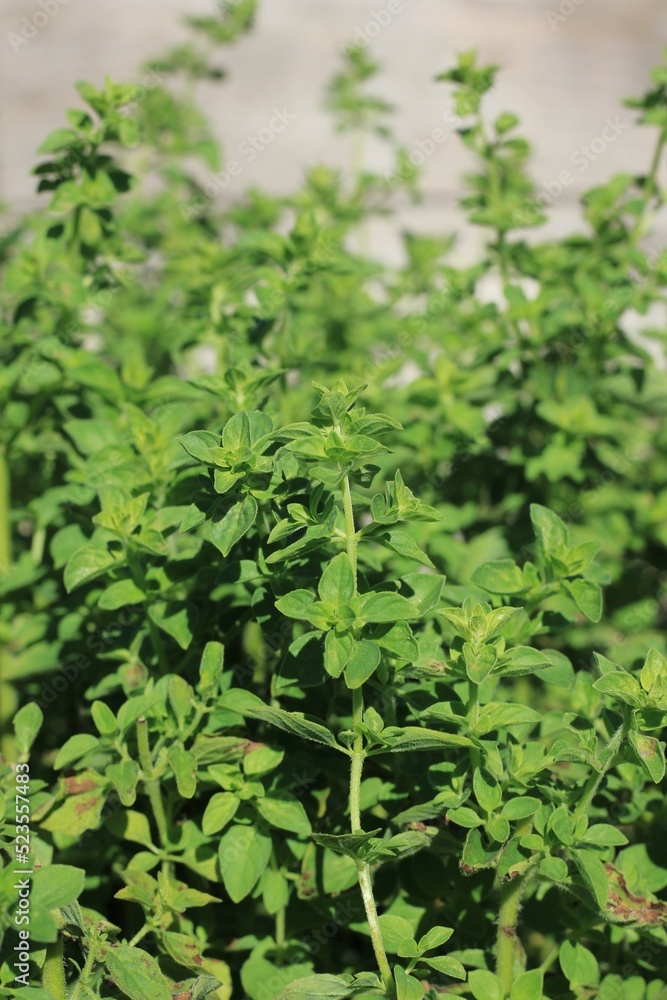 fresh herbs in a garden fresh herbs in a garden