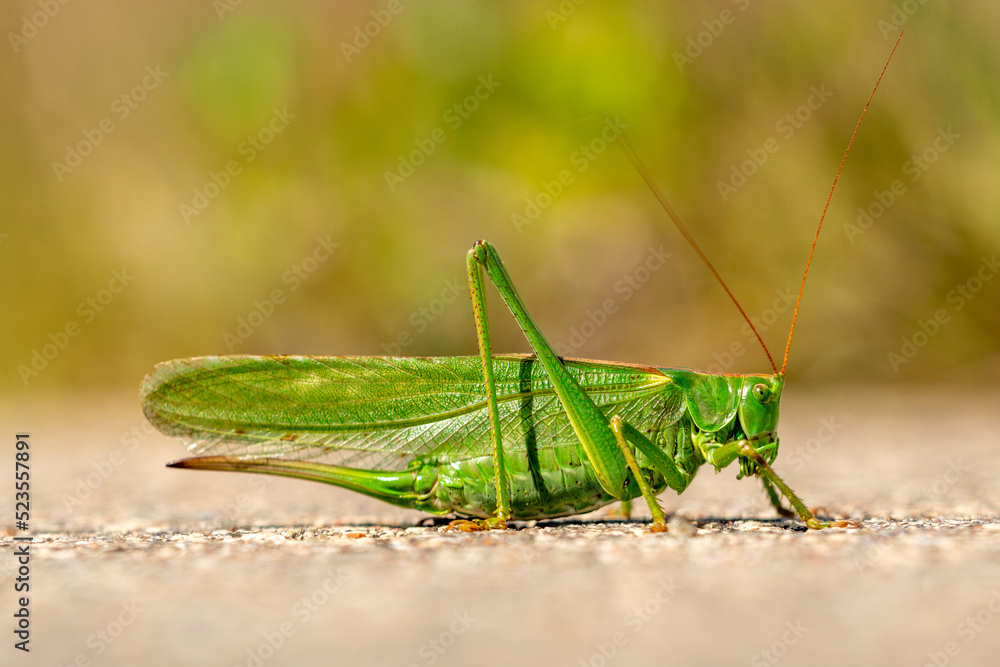 Big green grasshopper on the pavement in the sun Big green grasshopper on the pavement in the sun