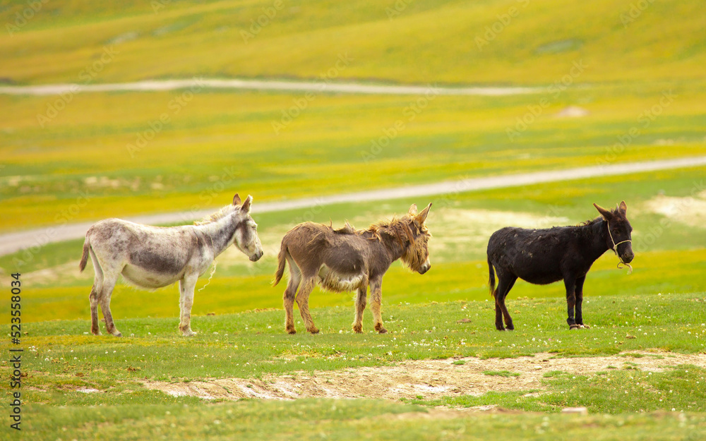 Donkey grazing on a green meadow. Herd of donkeys in the pasture, hardy animals in agriculture. Livestock in the mountains. Donkey grazing on a green meadow. Herd of donkeys in the pasture, hardy animals in agriculture. Livestock in the mountains.