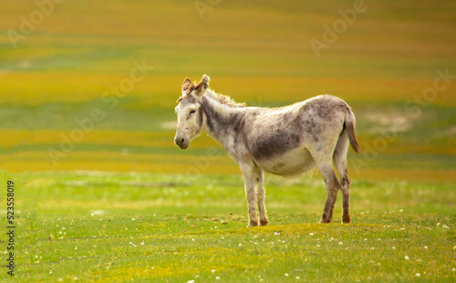 Donkey grazing on a green meadow. Herd of donkeys in the pasture  hardy animals in agriculture. Livestock in the mountains.