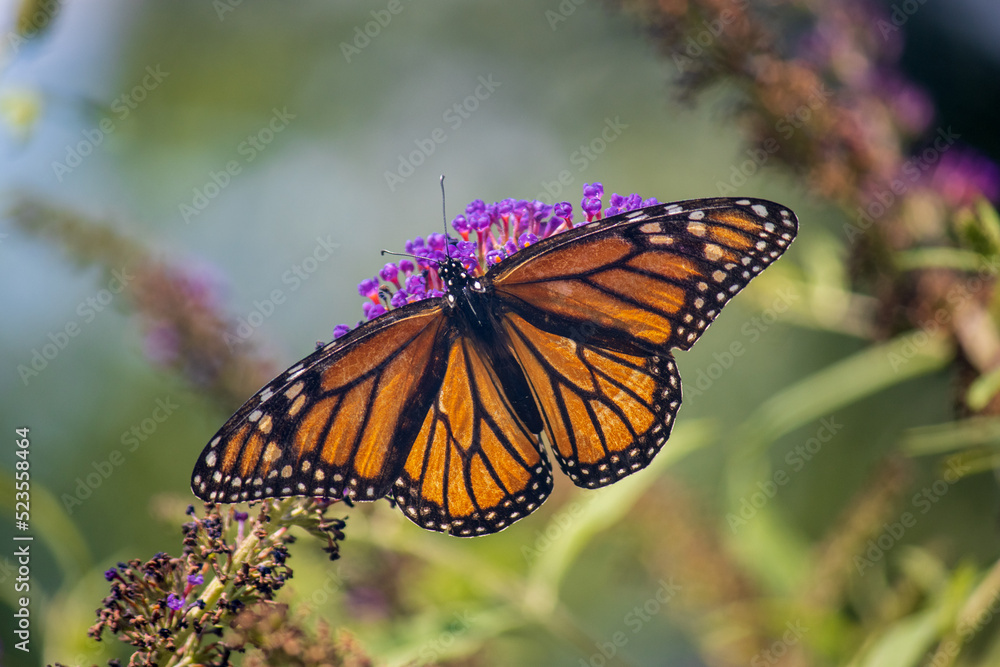Fototapeta premium monarch butterfly on flower