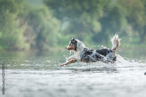 flying dog. Active australian shepherd jumping in the water. Active holiday with a pet