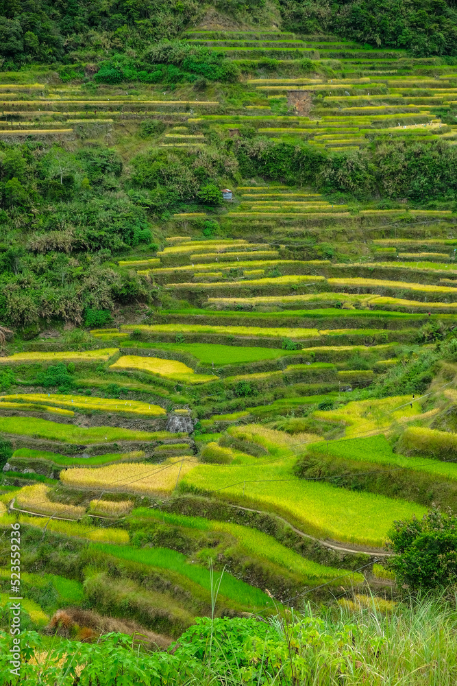 Rice terraces at Bontoc in northern Luzon Island, Philippines.