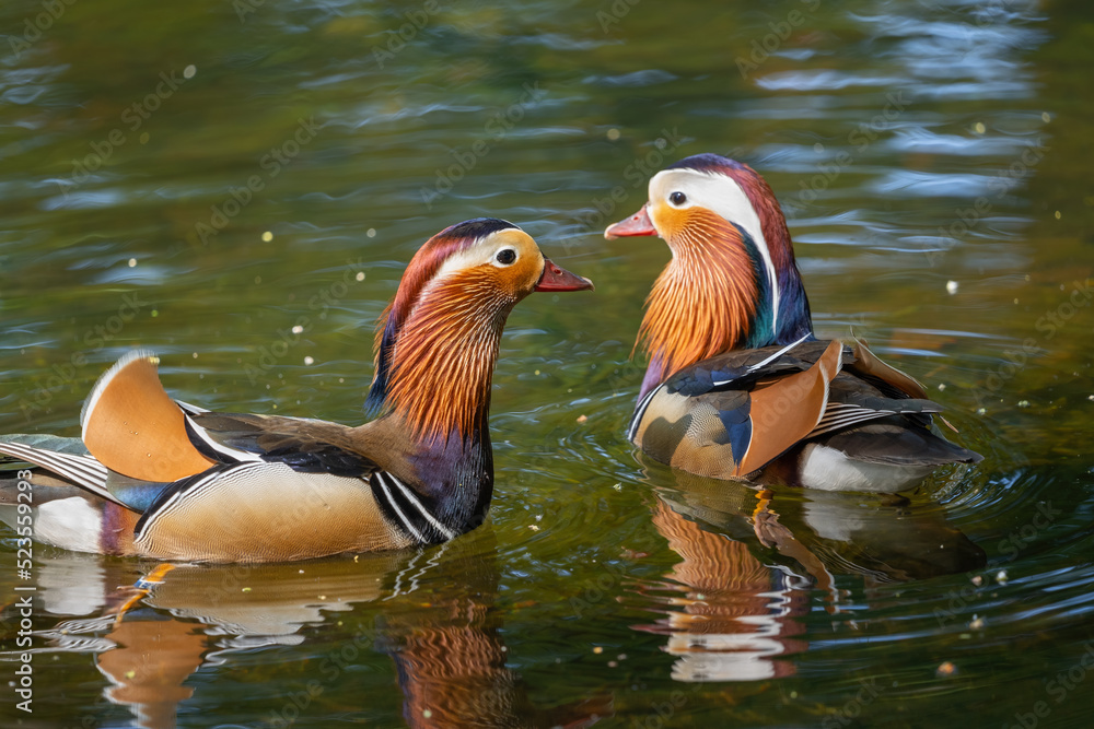 Mandarin Ducks In The Lake Mandarin Ducks In The Lake