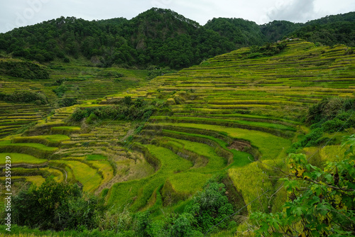 Картината върху платно Rice terraces at Bontoc in northern Luzon Island, Philippines.