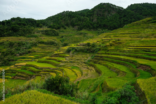 Rice terraces at Bontoc in northern Luzon Island, Philippines.