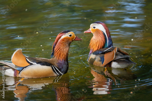 Mandarin Ducks In The Lake
