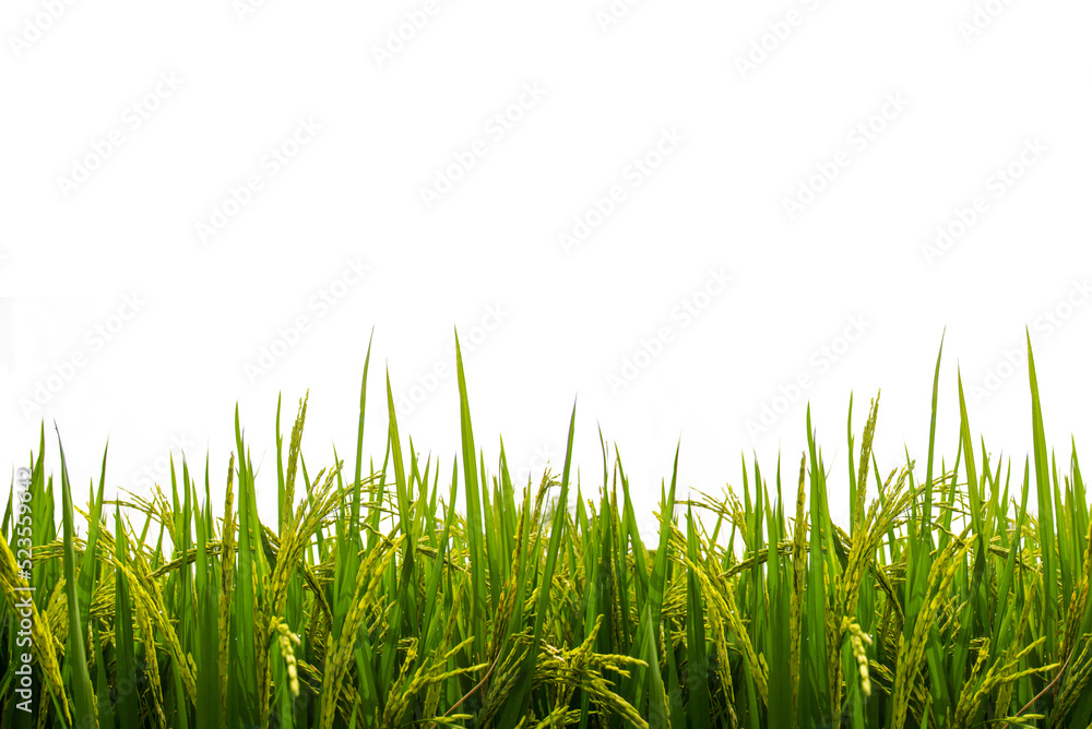 Obraz premium Green paddy rice plant isolated on white background.Rice field.