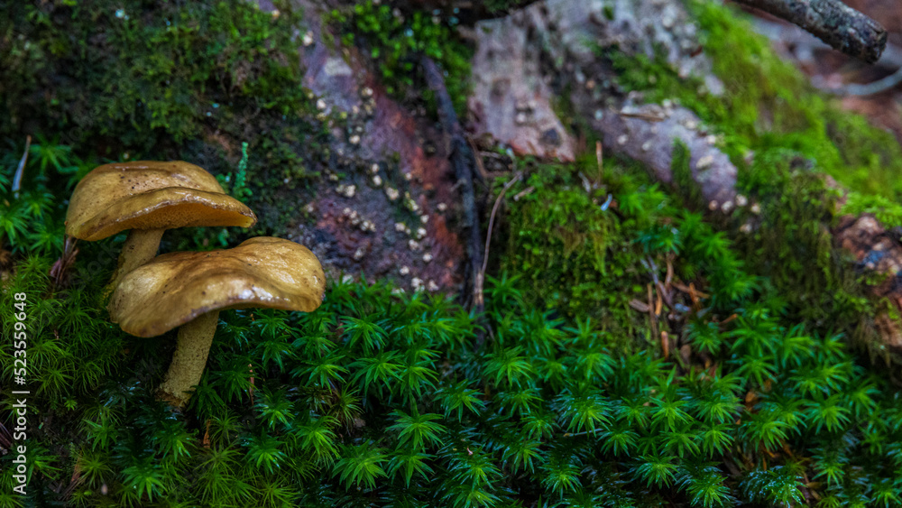 Fototapeta premium Moss and mushrooms / mountain nature