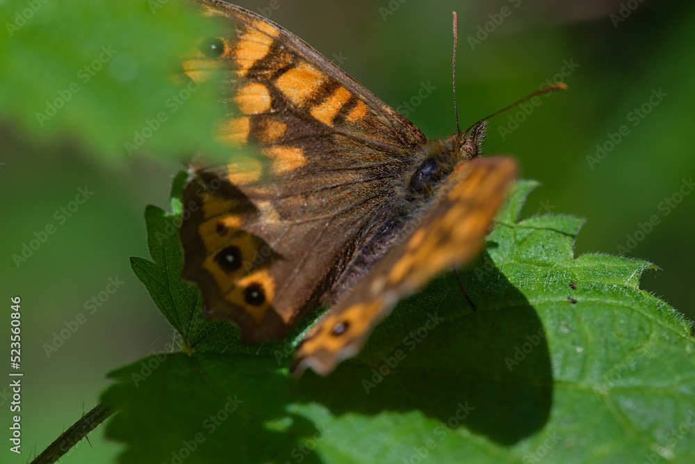 Obraz premium Macro of butterfly lasiommata megera on a leaf