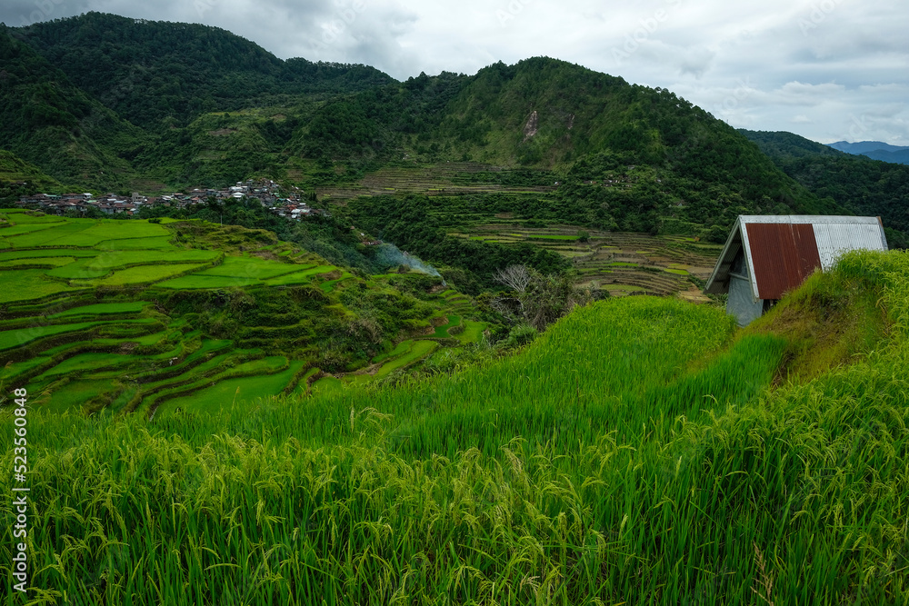 Rice terraces at Maligcong in northern Luzon Island, Philippines. Rice terraces at Maligcong in northern Luzon Island, Philippines.