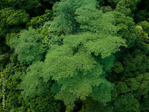 Aerial view royal poinciana or flamboyant tree (Delonix regia) in summer