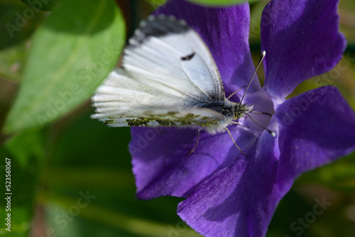 Macro of Anthocaris cardamines butterfly on Lunaria annua flower photo