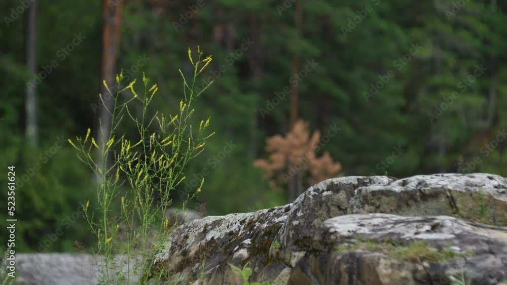 Plant and stone in the forest Plant and stone in the forest