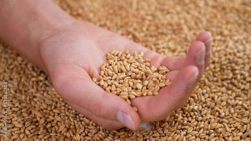 The young farmer's hand is full of golden wheat grains of fresh harvest. The fall of raw seeds in slow motion close-up The young farmer's hand is full of golden wheat grains of fresh harvest. The fall of raw seeds in slow motion close-up