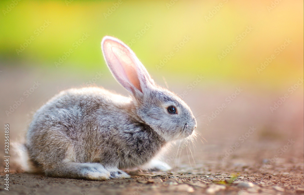 Fototapeta premium a rabbit is sitting on a rocky path against the background of a sunny lawn