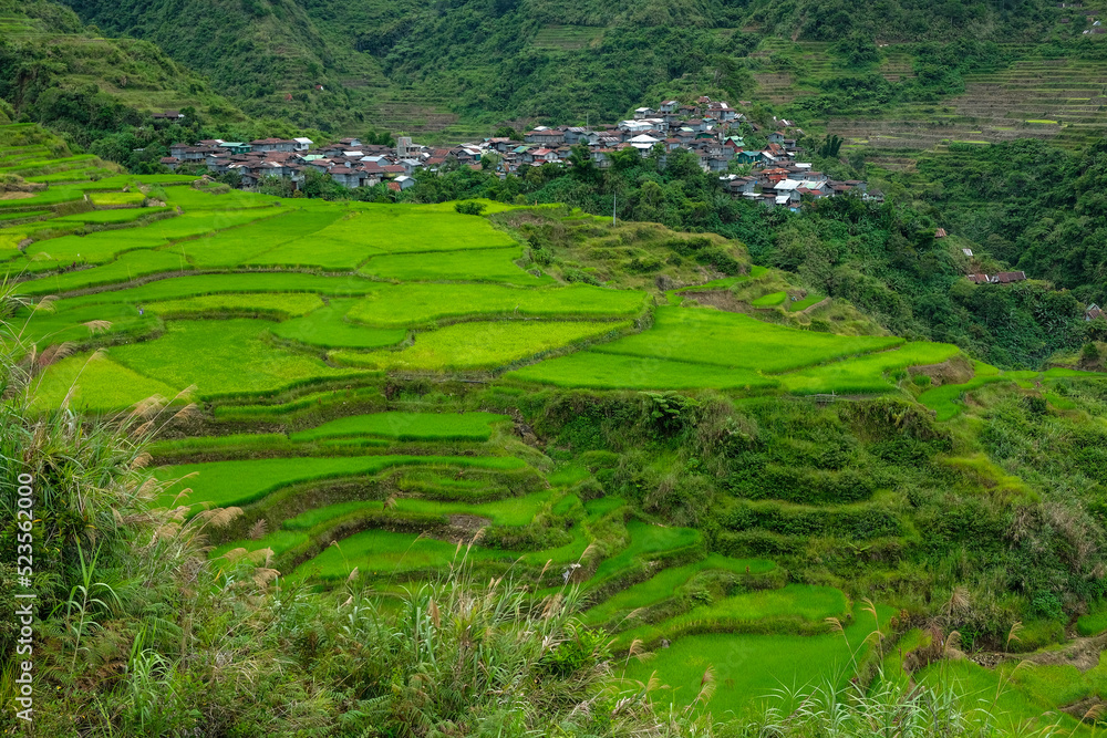 Obraz premium Rice terraces at Maligcong in northern Luzon Island, Philippines.