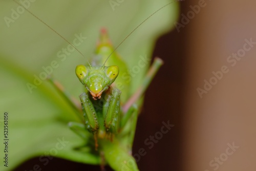 green praying mantis