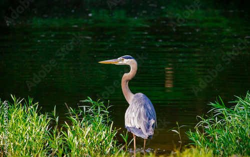 Great Blue Heron standing in tall grass at Roswell Park in Roswell Georgia.