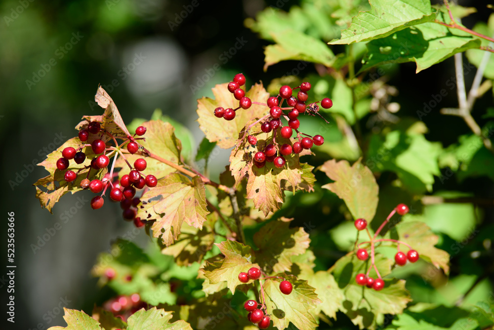 red berry burdock with green leaves on a sunny summer day with a blue sky red berry burdock with green leaves on a sunny summer day with a blue sky