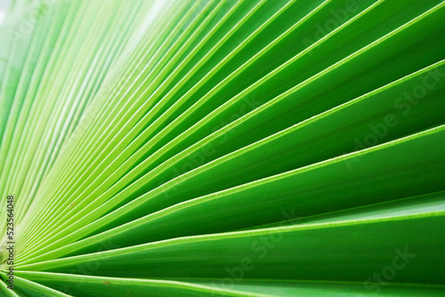palm leaf  green leaf background