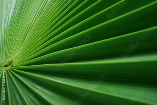 palm leaf  green leaf background