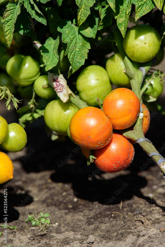 large red and green tomatoes in a bed on a sunny summer day