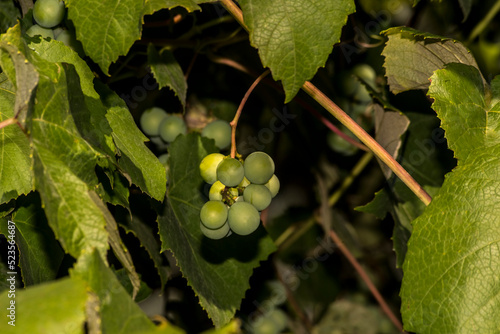 Zielone ( niedojrzałe) owoce winogronu wśród morza liści w letnim słońcu .
