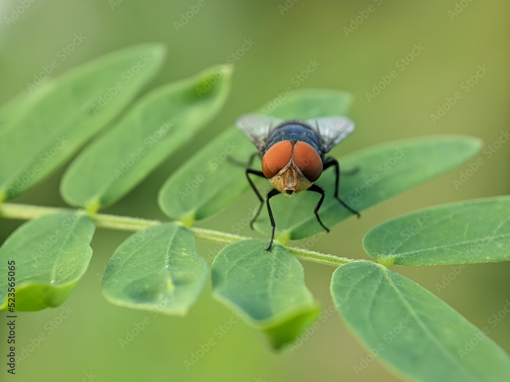 Fototapeta premium fly on leaf