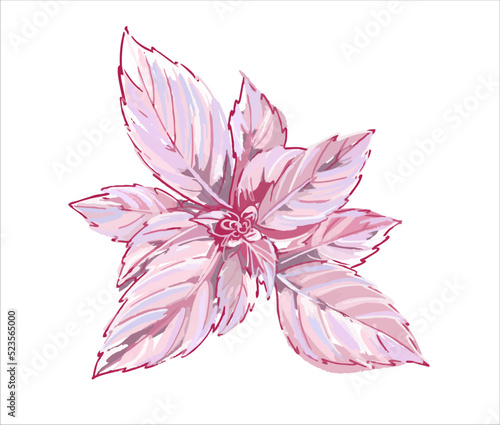 Beautiful leaves of the spicy basil plant. Pink leaves of the plant.. Illustration on a white background. Vector.