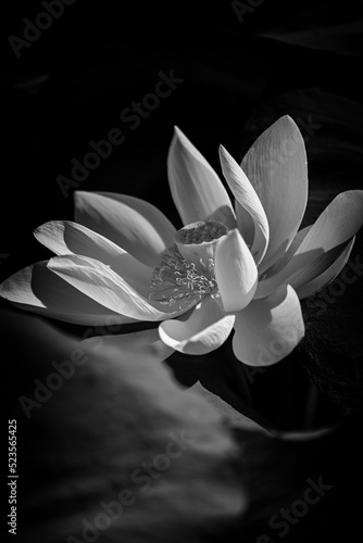 Fototapeta Naklejka Na Ścianę i Meble -  closeup of lotus flower in black and white