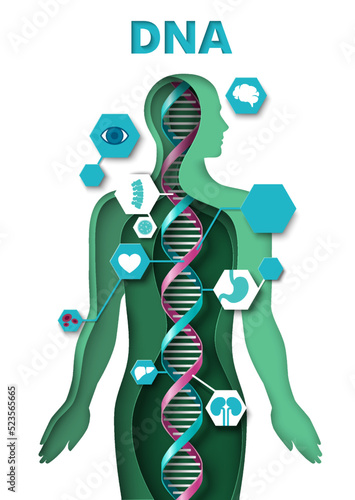 Human body and dna paper cut vector