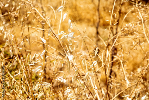 Sommerlicht