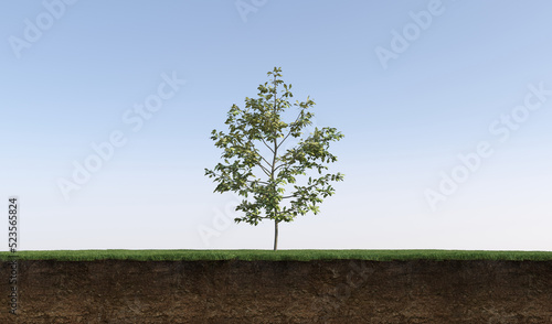 Deciduous tree and soil cut under it, 3d render