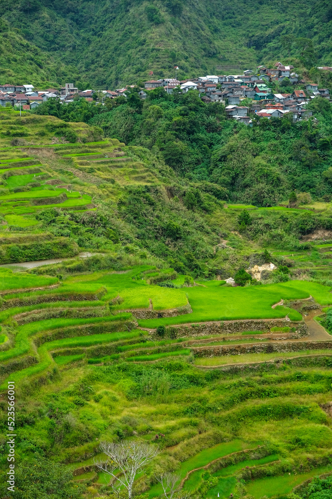 Rice terraces at Maligcong in northern Luzon Island, Philippines.