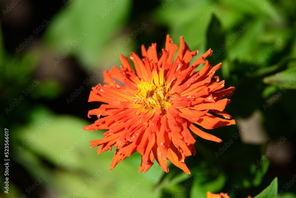 orange flower beautiful outdoor in the park on a sunny summer day orange flower beautiful outdoor in the park on a sunny summer day