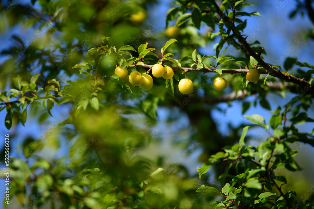 yellow plums on a beautiful tree branch on a sunny summer day with a blue sky yellow plums on a beautiful tree branch on a sunny summer day with a blue sky