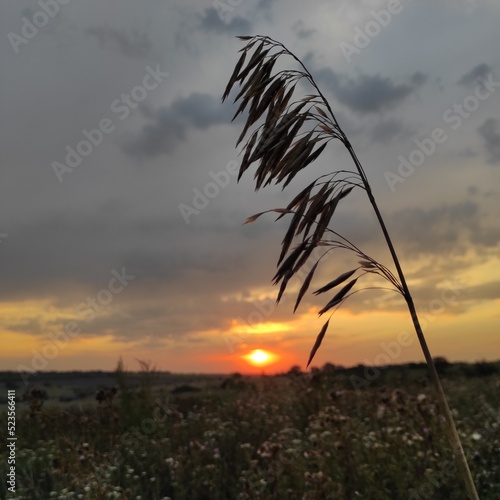 sunset in the field 