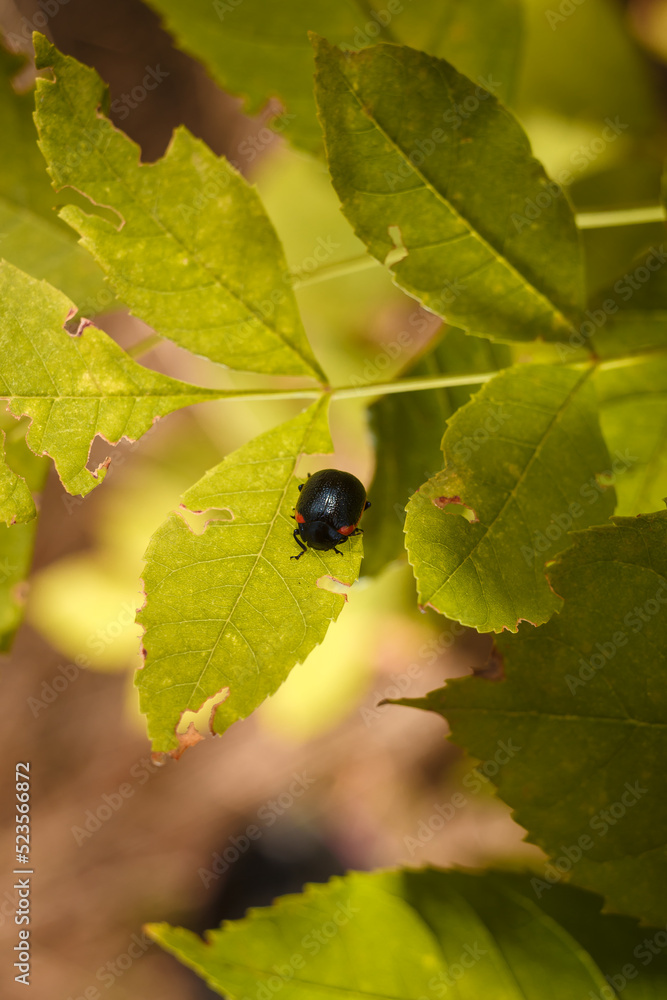 chrysolina rossia bug feeding on green leaf, black pest insect with red border on eaten plant, soft focused macro shot chrysolina rossia bug feeding on green leaf, black pest insect with red border on eaten plant, soft focused macro shot