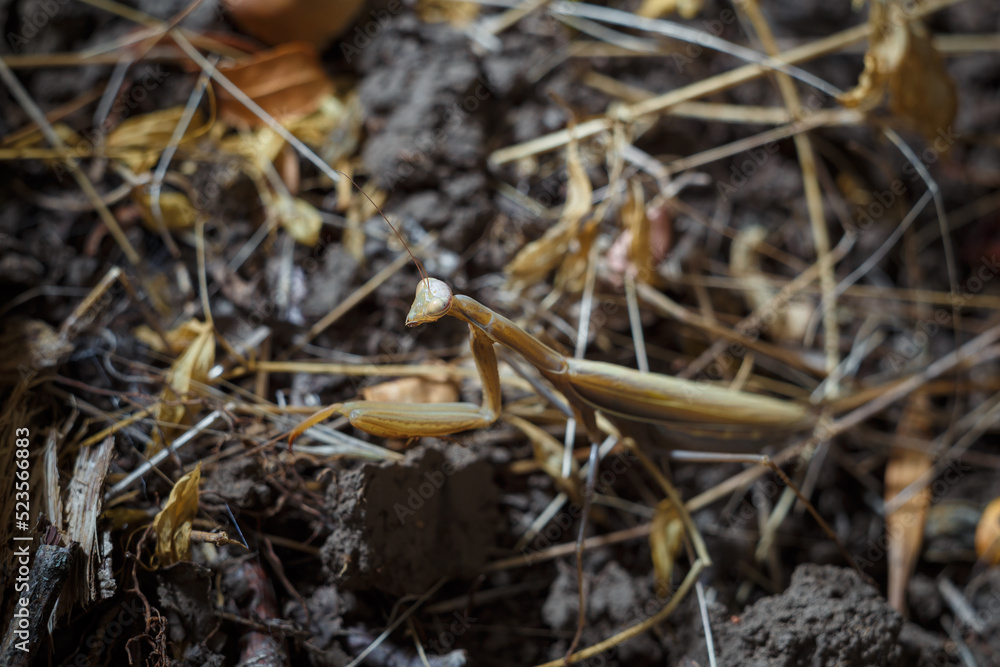 european mantis religiosa or brown praying mantis on forest ground with dry leaves and grass background, soft focused macro shot
