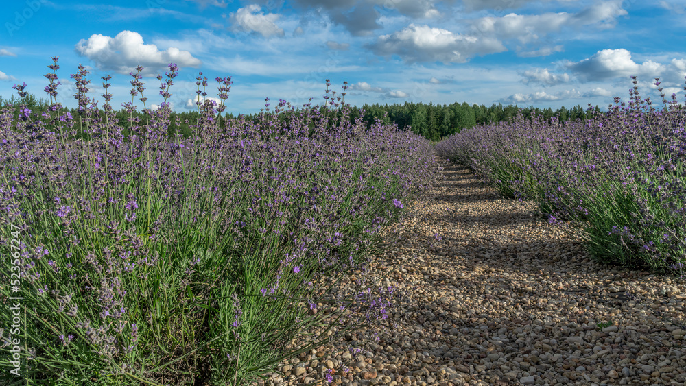 Obraz premium Lavender flower field. Blooming Violet fragrant lavender flowers. Harvest perfume ingredient, aromatherapy.