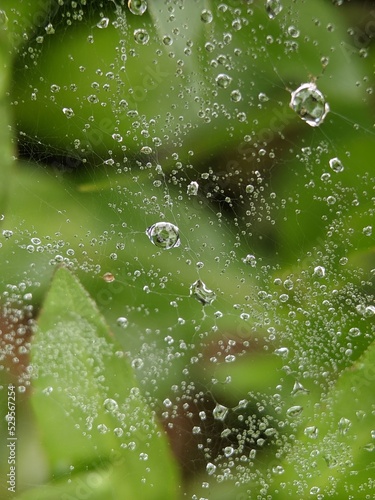 Dewdrops on spider web